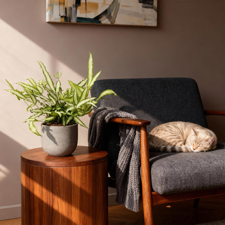 Livraison plante Fougère Pteris