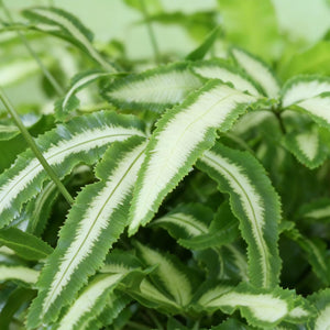 Livraison plante Fougère Pteris