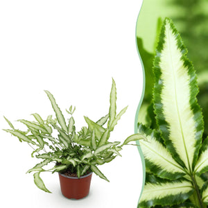 Livraison plante Fougère Pteris