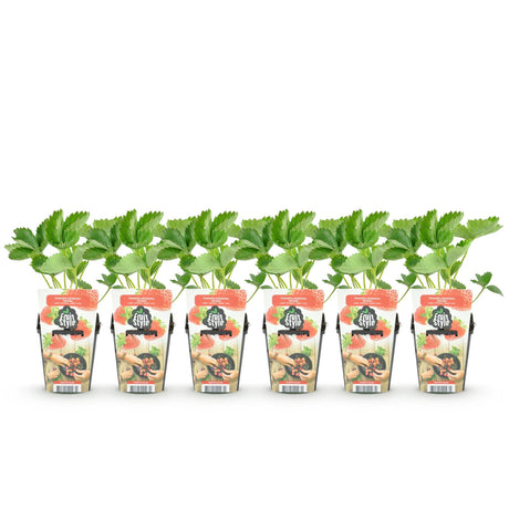 Livraison plante Fraise Fragaria Elvira – Lot de 6 – Pot 9 cm