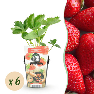 Livraison plante Fraise Fragaria Elvira – Lot de 6 – Pot 9 cm