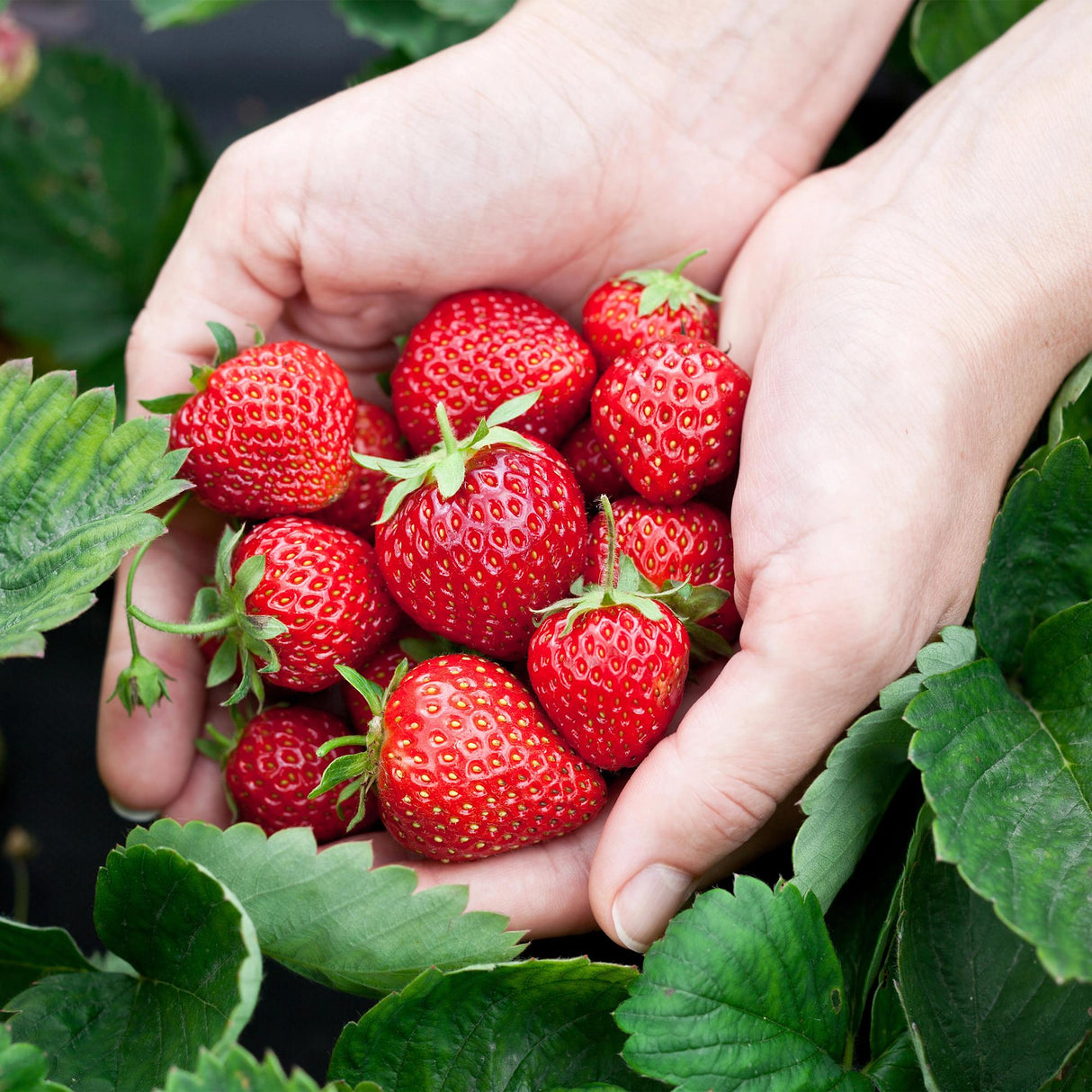 Livraison plante Fraisier Fragaria Elsanta – Lot de 6 – Pot 9 cm