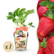 Livraison plante Fraisier Fragaria Maxim – Lot de 3 – Pot 9 cm