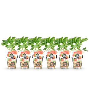 Livraison plante Fraisier Maxim – Lot de 6 – Pot 9 cm