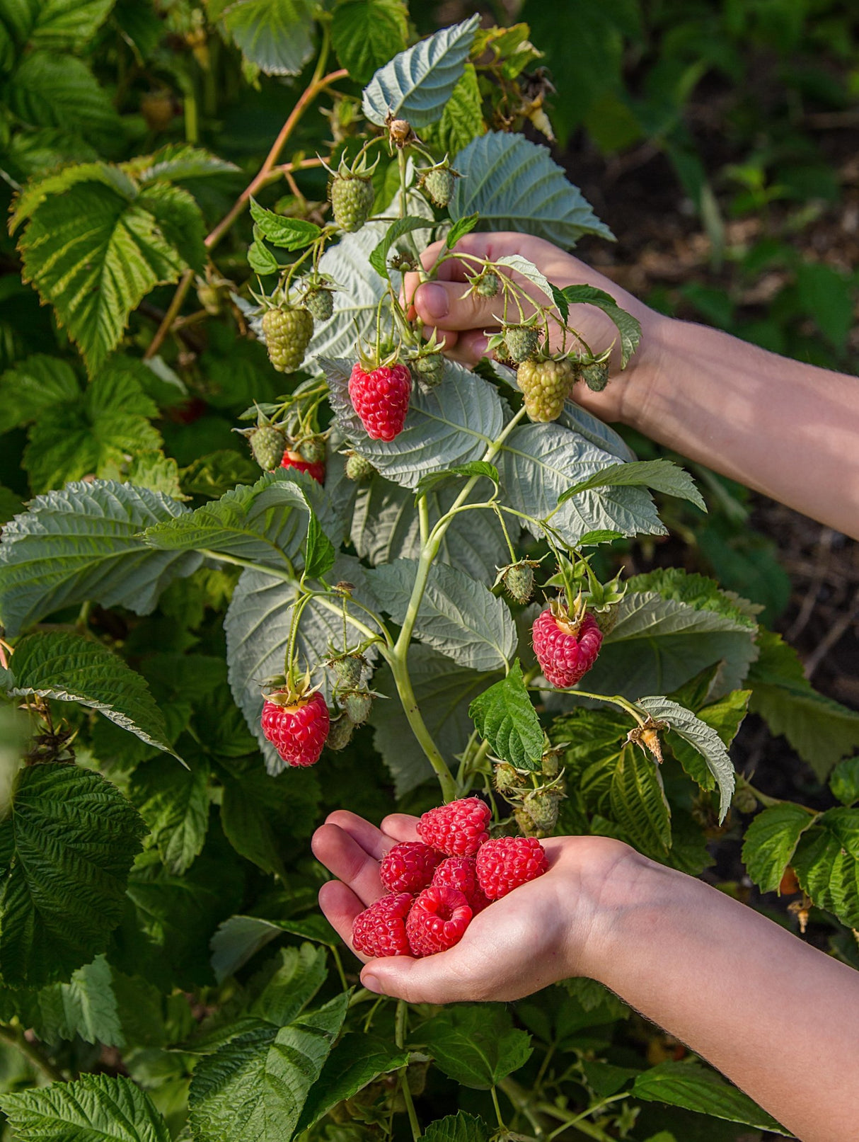 Livraison plante Framboisier