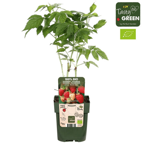 Livraison plante Framboisier - arbuste fruitier