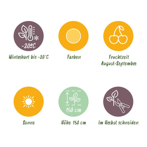 Livraison plante Framboisier Fallgold – Lot de 3 – Pot 9 cm