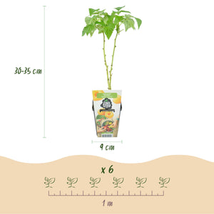 Livraison plante Framboisier Fallgold – Lot de 3 – Pot 9 cm