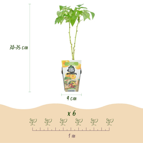 Livraison plante Framboisier Fallgold – Lot de 3 – Pot 9 cm