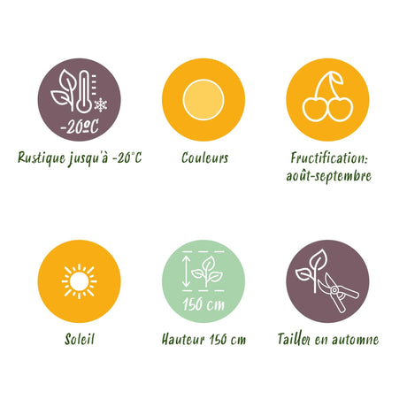 Livraison plante Framboisier Fallgold – Lot de 6 – Pot 9 cm