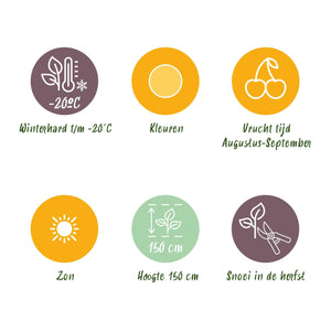 Livraison plante Framboisier Fallgold – Lot de 6 – Pot 9 cm