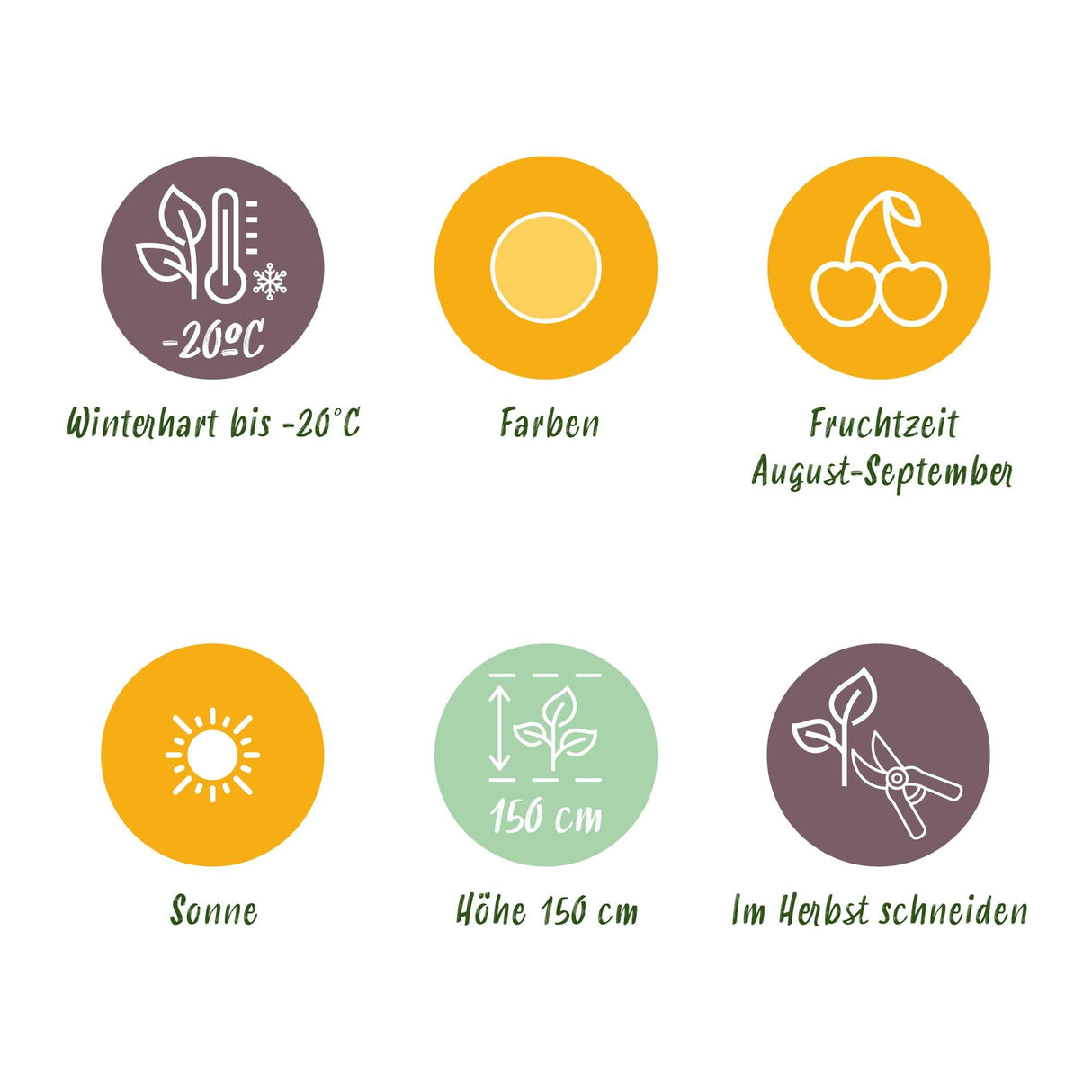 Livraison plante Framboisier Fallgold – Lot de 6 – Pot 9 cm