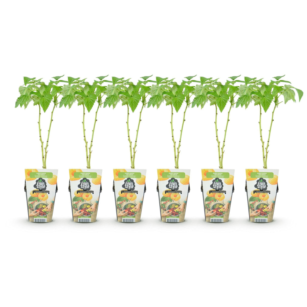 Livraison plante Framboisier Fallgold – Lot de 6 – Pot 9 cm