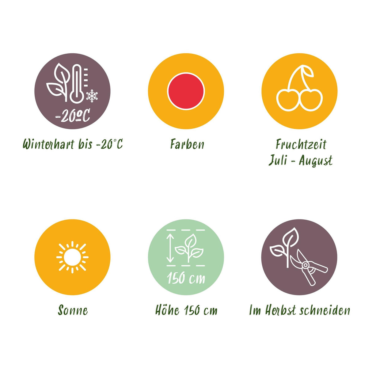 Livraison plante Framboisier japonais – Lot de 6 – Pot 9 cm