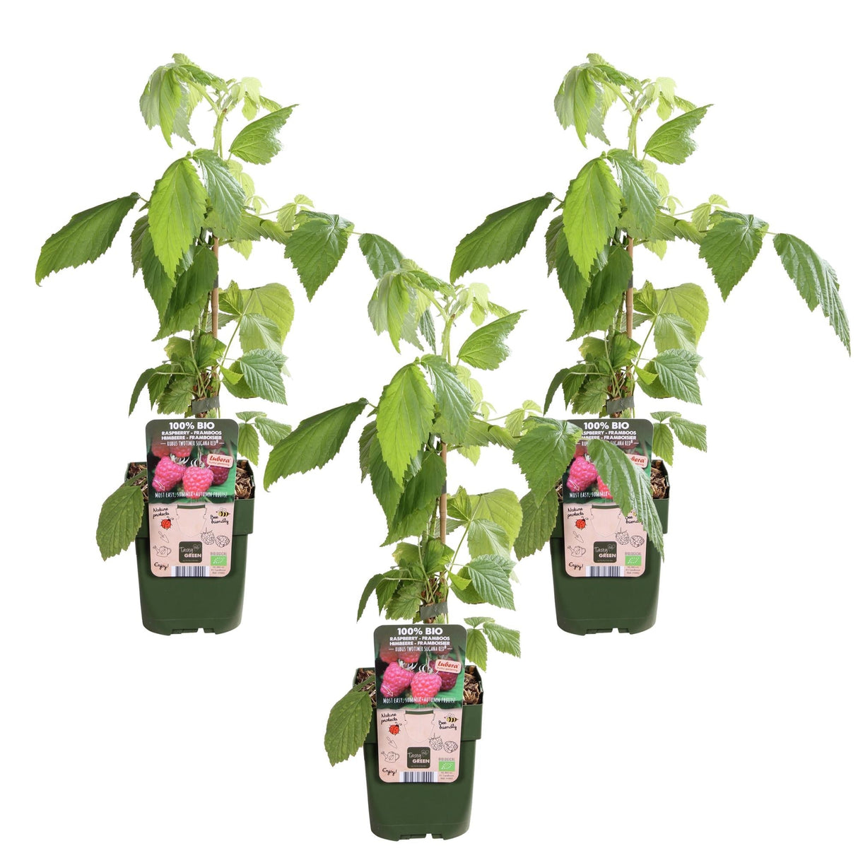 Livraison plante Framboisier rouge lot de 3 - ↨45cm - Ø13 - arbuste fruitier