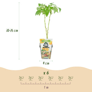 Livraison plante Fruitier tricolore – Lot de 6 – Pot 9 cm