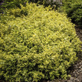 6x Fuerte de Euonymus. 'Esmeralda y oro' - ↕10-25cm - Ø9cm