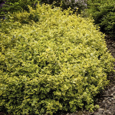 6x Fuerte de Euonymus. 'Esmeralda y oro' - ↕10-25cm - Ø9cm