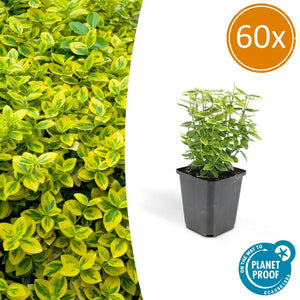 Livraison plante Fusain de Fortune 'Emerald 'n Gold'