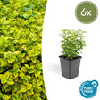 Livraison plante Fusain de Fortune 'Emerald 'n Gold'