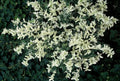Fusaína De Fortune (Euonymus fortunei) 'Harlequin'