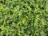 Livraison plante Fusain de Fortune 'Minimus'