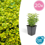 Livraison plante Fusain Emerald Gold - 20x h20cm d9cm