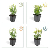 Livraison plante Fusain Emerald gold - 40x h20cm d9cm