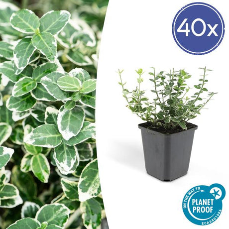 Livraison plante Fusain 'Emerald 'n Gaiety'