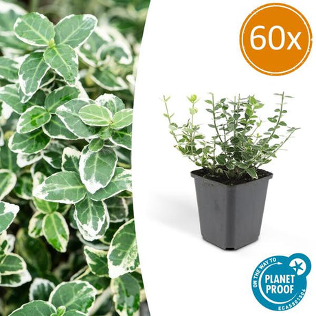 Livraison plante Fusain 'Emerald 'n Gaiety'