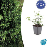 Livraison plante Fusain fortune Coloratus