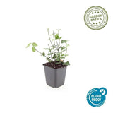 Livraison plante Fusain fortune Coloratus