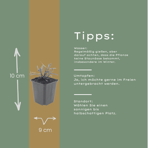 Livraison plante Gaura blanche papillon