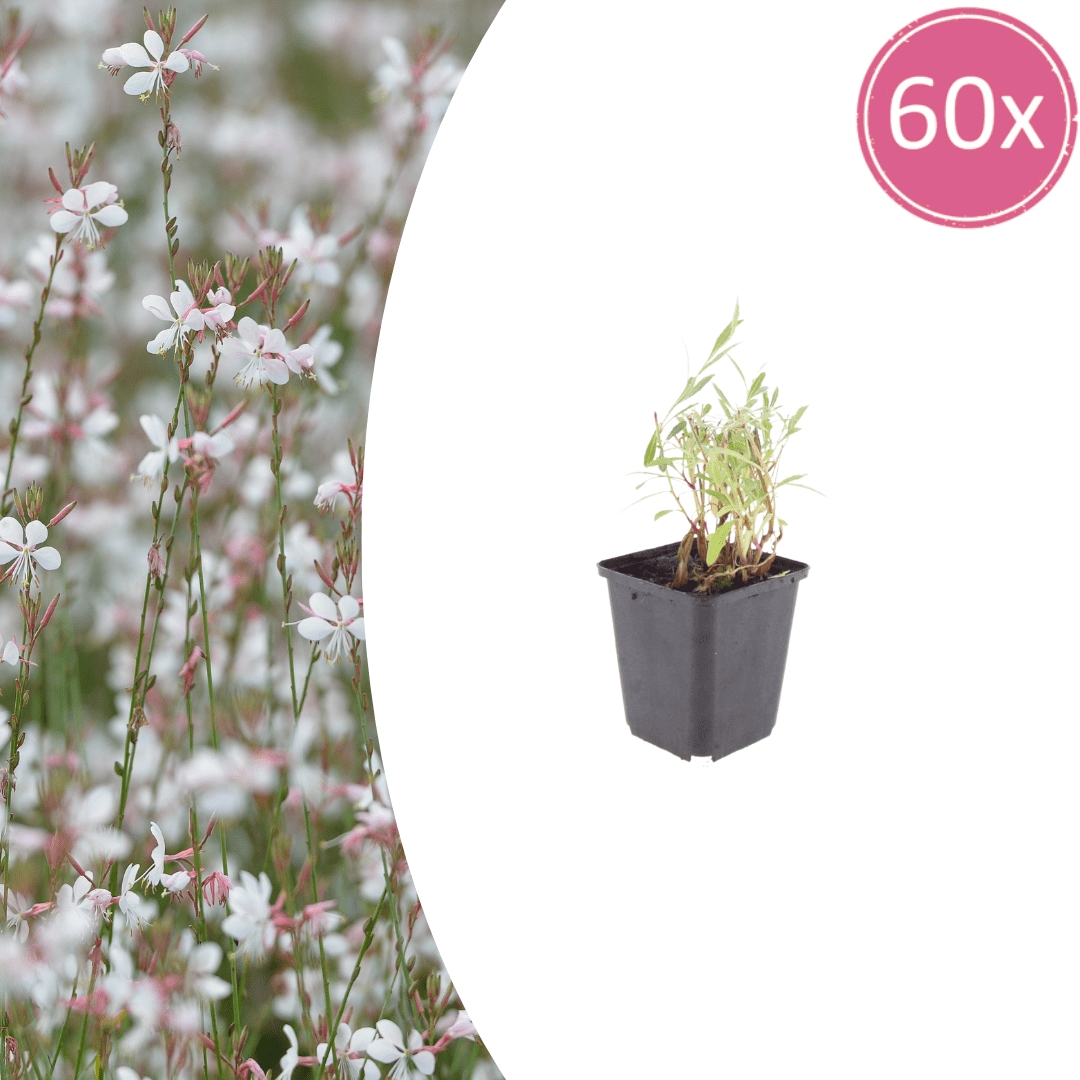 Livraison plante Gaura lindheimeri