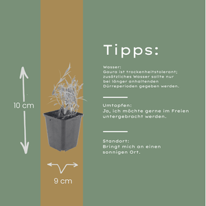 Livraison plante Gaura lindheimeri