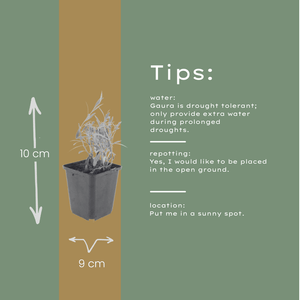 Livraison plante Gaura lindheimeri