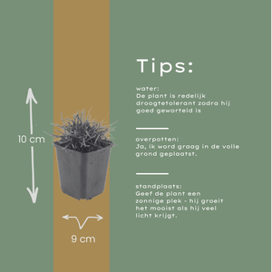 Livraison plante Gazon d'Espagne Armeria