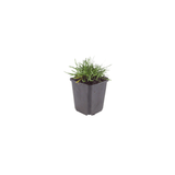 Livraison plante Gazon d'Espagne Armeria