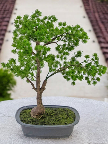 Livraison plante Genévrier - bonsai artificiel