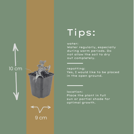 Livraison plante Geranium azur