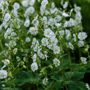 Livraison plante Geranium blanc