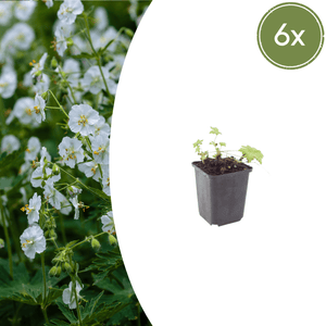 Livraison plante Geranium blanc