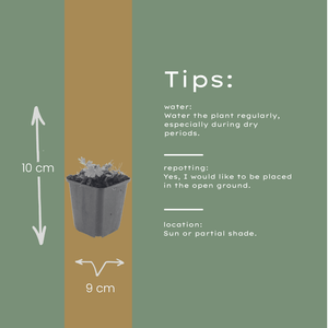 Livraison plante Geranium Max frei