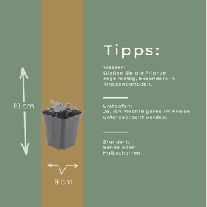 Livraison plante Geranium Max frei