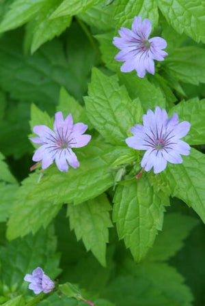 Livraison plante Géranium noueux