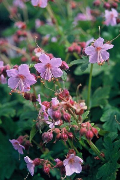 Livraison plante Géranium rhizomateux Ingwersen