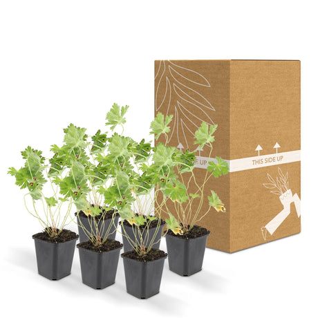 Livraison plante Geranium Rozanne X6