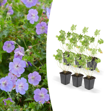 Livraison plante Geranium Rozanne X6