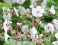Geranio Vivaz (Geranium x cantabrigiense) 'Biokovo'
