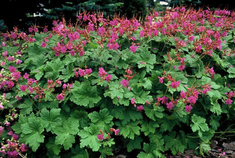 Livraison plante Géranium vivace 'Czakor'